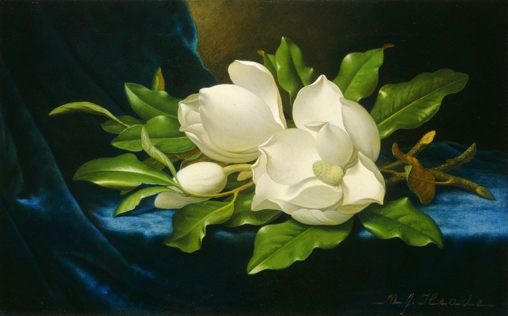 1280px-Martin_Johnson_Heade_Giant_Magnolias_on_a_Blue_Velvet_Cloth_NGA