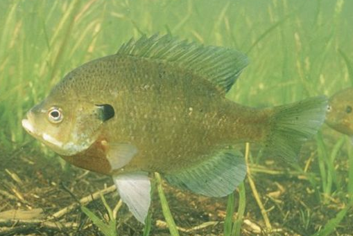 Bluegill Fever Fishy Freshwater Popular Panfish Palestine