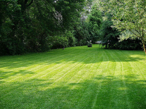 Mown Lawn