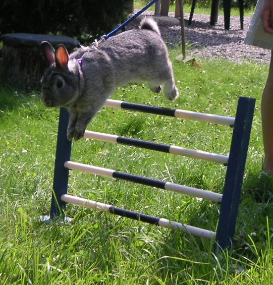 A Rabbit Hopping