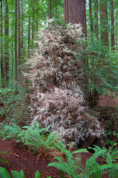 400px-Humboldt_Redwoods_'albino'