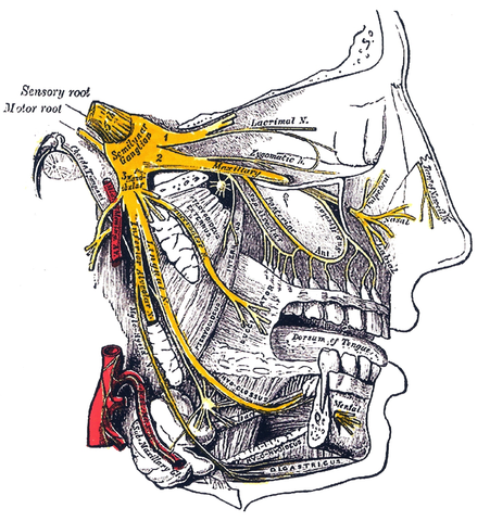 451px_Gray778_Trigeminal