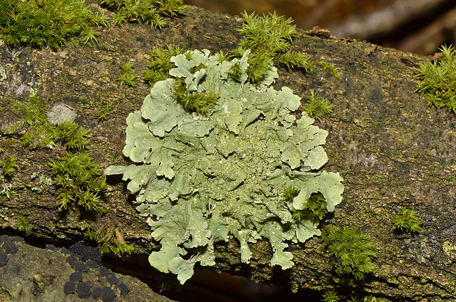 the-lichen-loophole-now-i-know