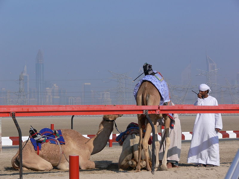 800px_Camels_with_robot_jockies-1
