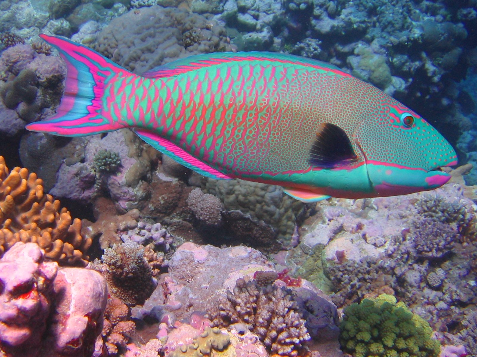 bicolor_parrotfish