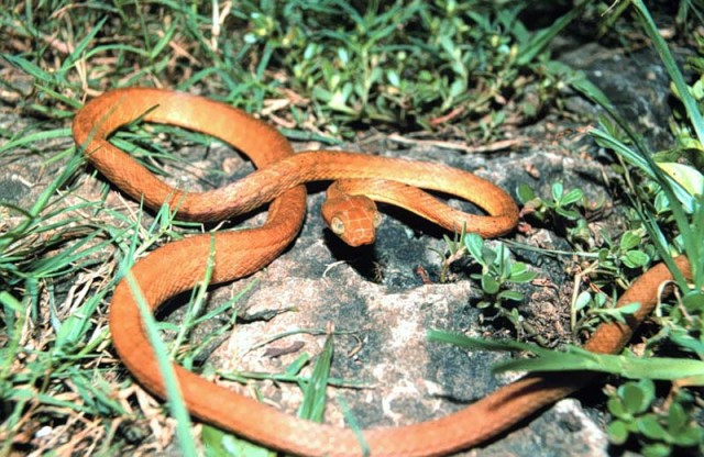 Brown_tree_snake_Boiga_irregularis_USGS_Photograph.sized