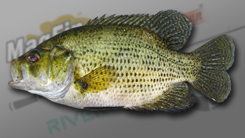 Rock_Bass