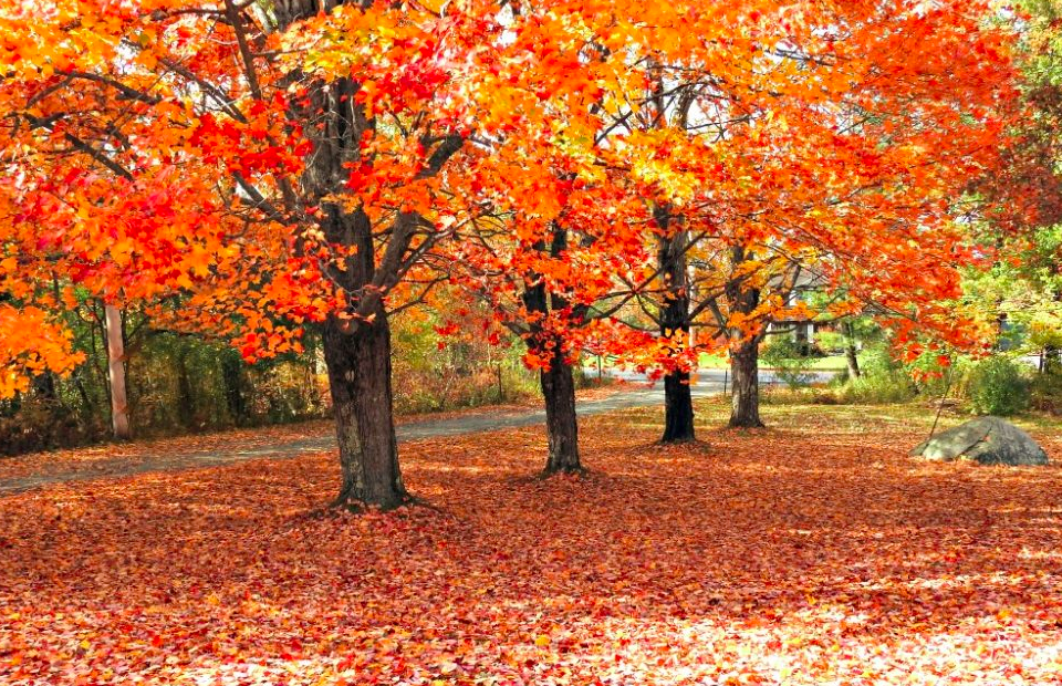 autumn leaves falling from trees