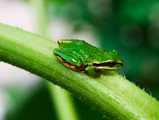 what sound does a frog make in china