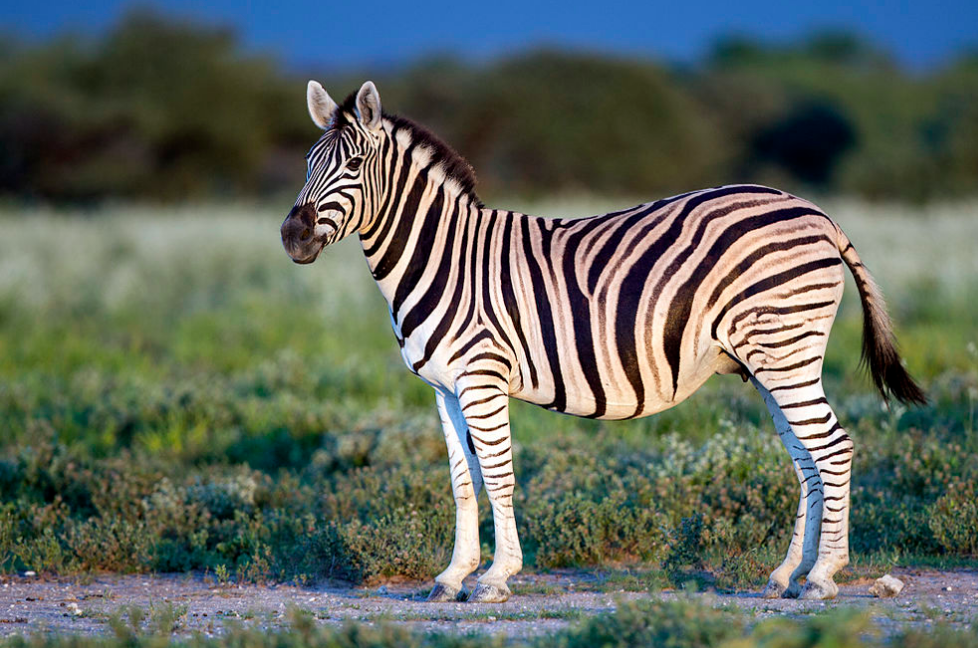 Why The Zebra Got Its Stripes – Now I Know