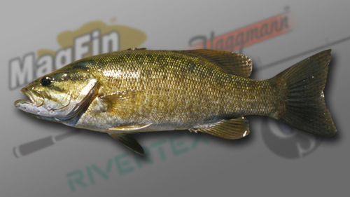 Smallmouth_Bass