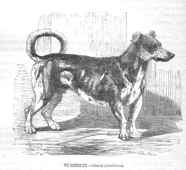 Turnspitdog-1862