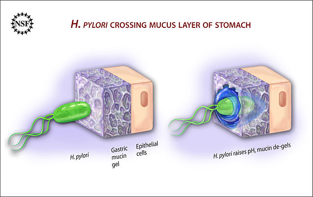 Ulcer_causing_Bacterium__H.Pylori__Crossing_Mucus_Layer_of_Stomach