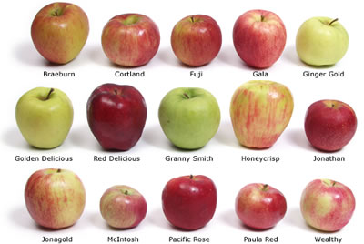 apple-types