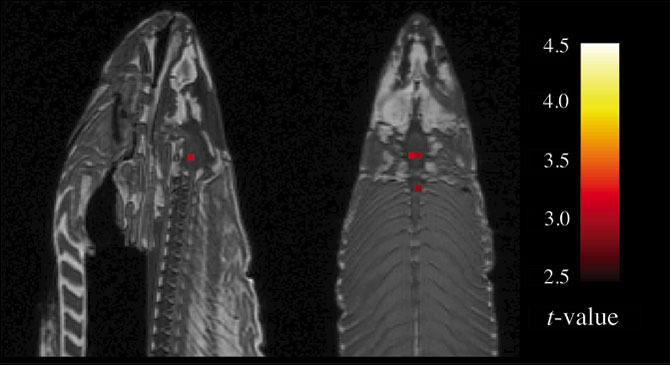 fmri-salmon