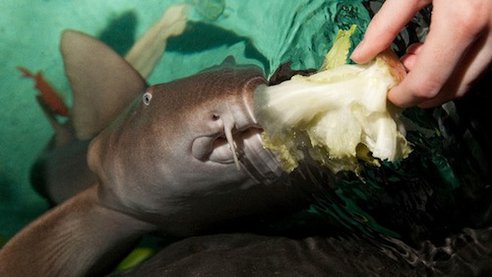 hand-feeding-shark.jpg.492x0_q85_crop-smart