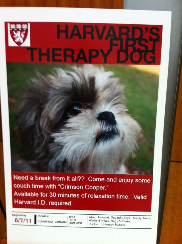 harvarddog-620x830