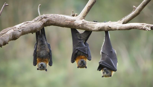 Why Do Bats Sleep Upside Down? – Now I Know