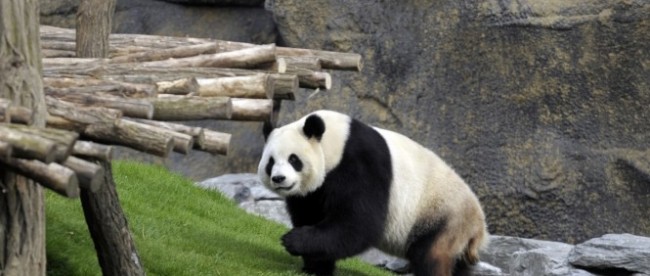 1409213828_giant-panda-ai-hin-had-her-keepers-believe-she-pregnant