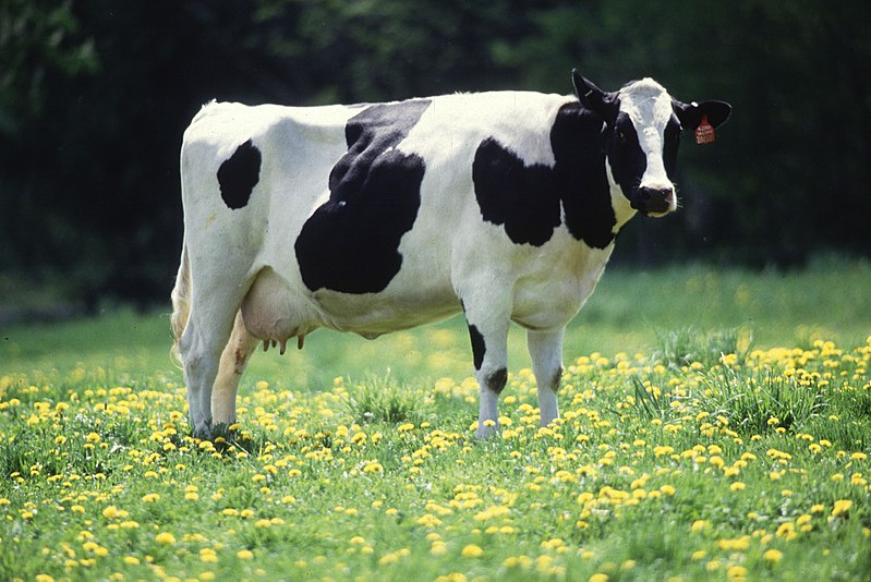 800px-Cow_female_black_white