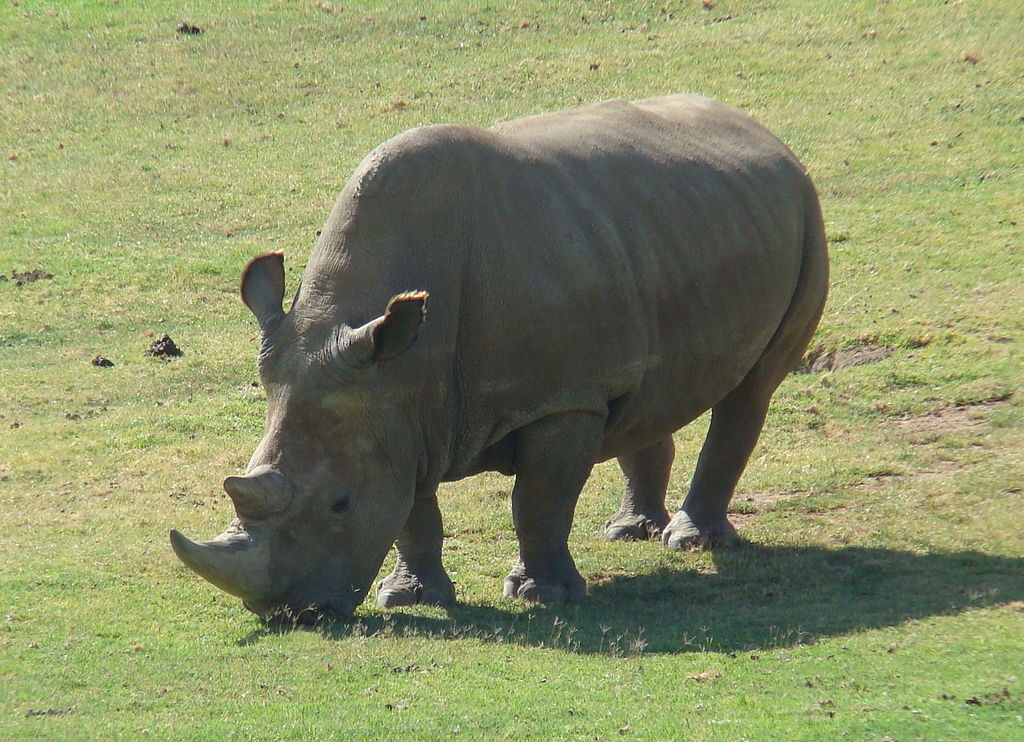 Northern_White_Rhinoceros_Angalifu