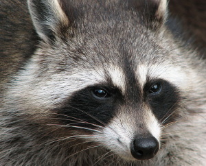 How a Cute Cartoon Created a Catastrophe of Raccoons – Now I Know