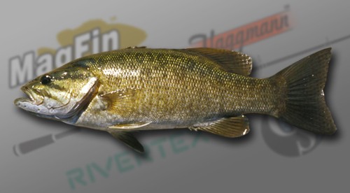 Smallmouth bass - Wikipedia